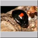 Chilocorus renipustulatus - Schildlaus-Marienkaefer 03.jpg